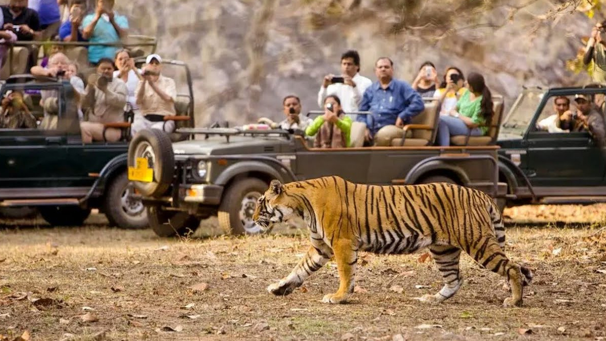 निकुञ्जमा सफारी सुरु हुँदा पर्यटन व्यवसायी उत्साही